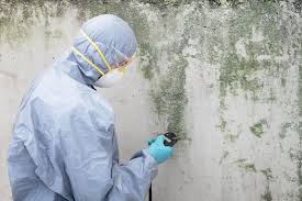 Best Mold Remediation for Healthcare Facilities  in Cottageville, SC